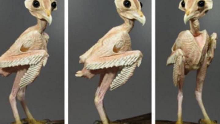 Así son los animales cuando no tienen pelo