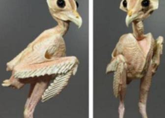 Así son los animales cuando no tienen pelo