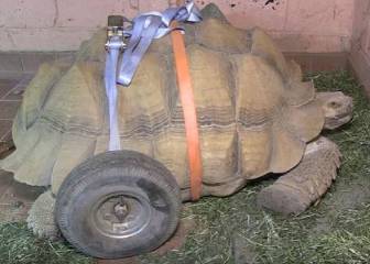 La tortuga a la que pusieron ruedas después de tener demasiado sexo