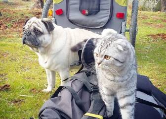 Este perro y este gato han hecho el Camino de Santiago juntos y sin pelearse