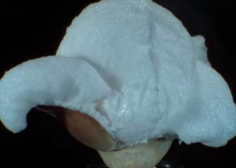 Así se hacen las palomitas de maíz a cámara lenta