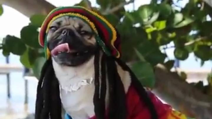 Un estudio prueba que a tu perro le gusta el reggae