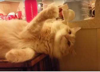 Si los gatos pudiesen emborracharse lo harían así