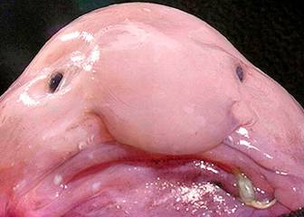 Los animales más feos del mundo