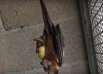 Así libera Frank Cuesta a uno de los murciélagos más grandes del mundo