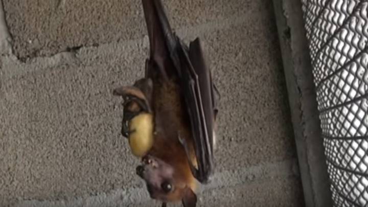 Así libera Frank Cuesta a uno de los murciélagos más grandes del mundo