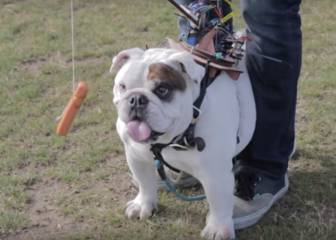 El truco (algo complicado) para que tu perro te haga caso siempre