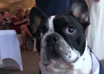 Lo que tu perro puede hacer por ti el día de tu boda