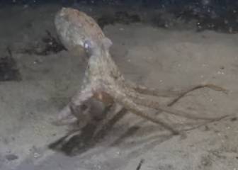 Esta batalla entre un pulpo y un cangrejo tiene un final propio de Hollywood