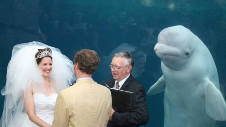 Los mejores memes de la boda de una pareja americana con una beluga