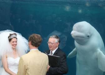 Los mejores memes de la boda de una pareja americana con una beluga