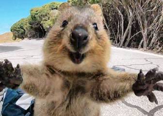 Quokka, el animal más feliz del mundo