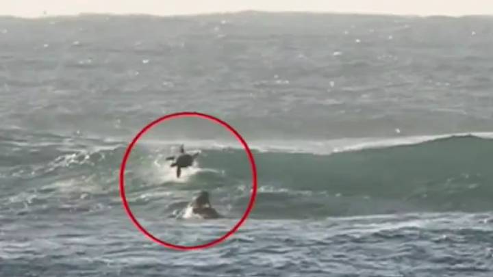 ¿Surfear entre delfines? Todo bien hasta que tienes un accidente con ellos