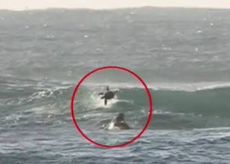 ¿Surfear entre delfines? Todo bien hasta que tienes un accidente con ellos