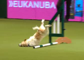 Este perro no da una en un concurso de habilidades