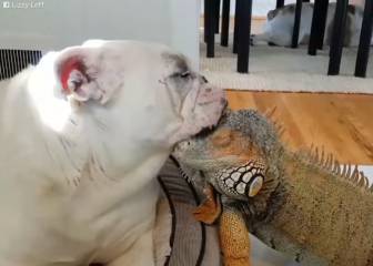 Amistades peligrosas: iguanas y perros bajo el mismo techo