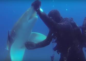 El vídeo en el que un tiburón se acerca a un submarinista para pedirle ayuda