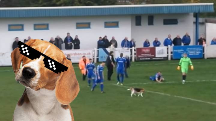Un perro se cuela en un partido de fútbol y se pega 7 minutos regateando jugadores