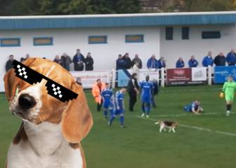 Un perro se cuela en un partido de fútbol y se pega 7 minutos regateando jugadores
