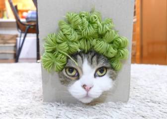 Este gato con distintas pelucas es lo más divertido que verás hoy