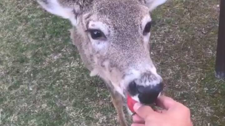 Un 'instagramer' demuestra que a los ciervos les gustan las fresas