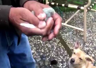 Una familia intenta liberar un pájaro pero falla de la peor forma posible