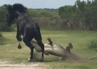Caballo vs. Caimán, la inesperada batalla viral de la naturaleza