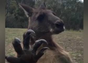 Cada vez hay más vídeos de canguros que demuestran que vienen a por nosotros