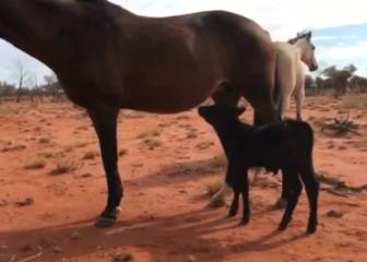 Un ternero se confunde y mama de una yegua, en lugar de su madre (una vaca)