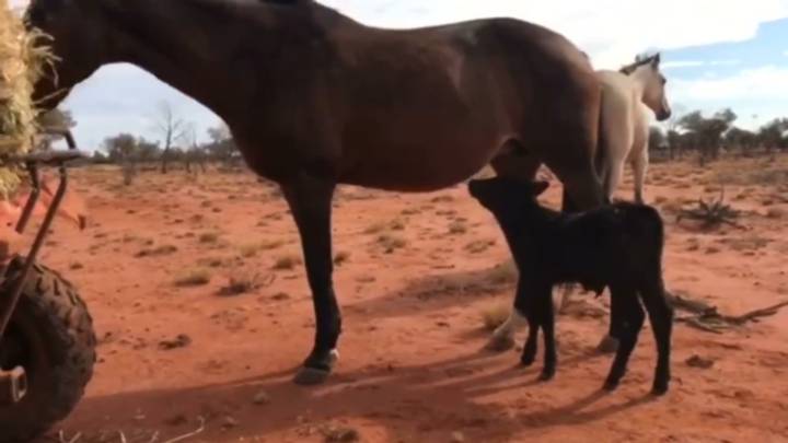 Un ternero se confunde y mama de una yegua, en lugar de su madre (una vaca)