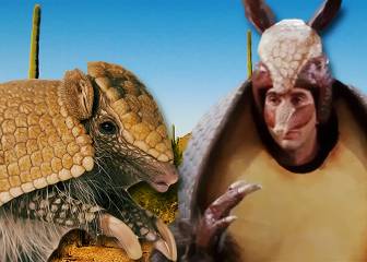Este armadillo bebiendo agua te recordará a Ross en Friends