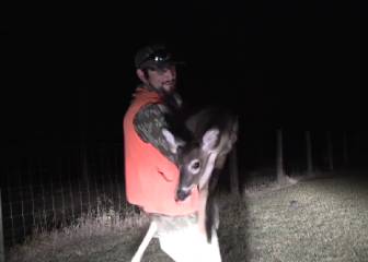 La buena acción del día: cómo salvar a un ciervo que se queda atrapado en una valla