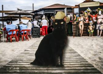 Las mejores frases de Salem, el gato de 'Sabrina, cosas de brujas'