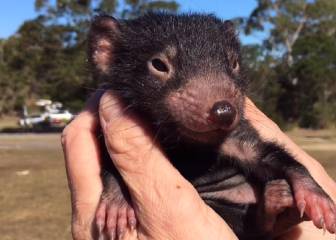 El demonio de Tasmania, un animal en peligro de extinción que se ha hecho viral
