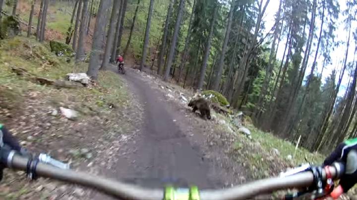 Este oso le da un buen susto a un ciclista en mountain bike