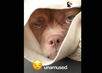 Este perro es capaz de imitar las expresiones faciales de todos los emoticonos de whatsapp