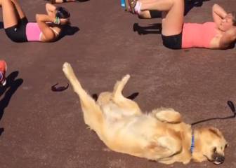 Este perro hace mejor la bicicleta que Shakira y cualquier celebrity del fitness