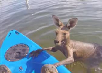 Un zoo australiano rescata a un canguro atrapado en el agua