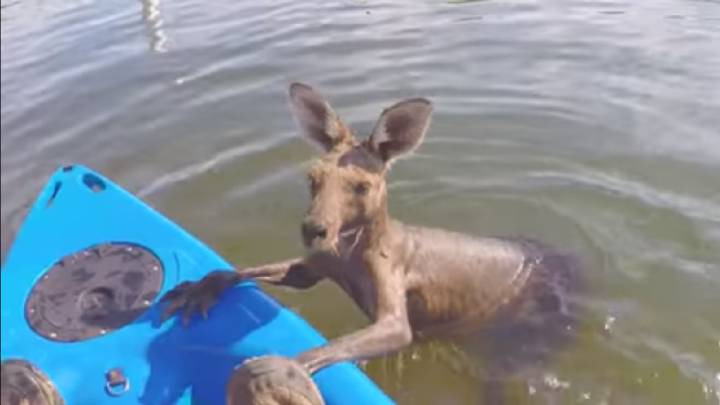 Un zoo australiano rescata a un canguro atrapado en el agua