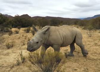 Este pequeño rinoceronte es lo más adorable que verás hoy