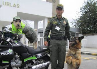 De ser abandonado en un contenedor a formar parte de la patrulla canina