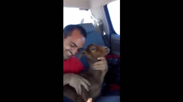 Este hombre se baja de un coche y roba una cabra