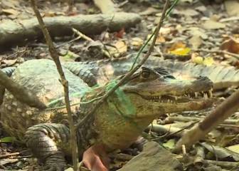 Frank Cuesta se suma a las críticas por la caza de un caimán en el reality 'La Isla'