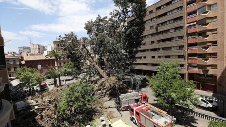 "Cállate, pijo": la conversación en torno al Ficus de Murcia que se ha vuelto viral