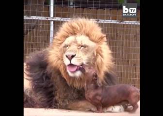 Este perro se hace amigo de un león y le lame el hocico