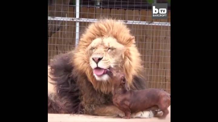 Facebook: Este perro se hace amigo de un león y le lame el hocico 