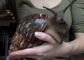 el caracol más grande del mundo