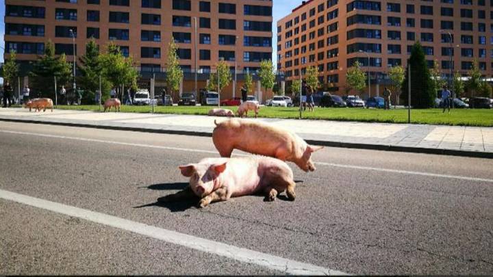 Un camión vuelca y Soria se llena de cerditos. Pero no, no es gracioso