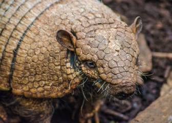 Intenta dispararle a un armadillo y la bala le da en la cara