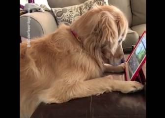 Este perro tiene más adicción al iPad que muchos humanos